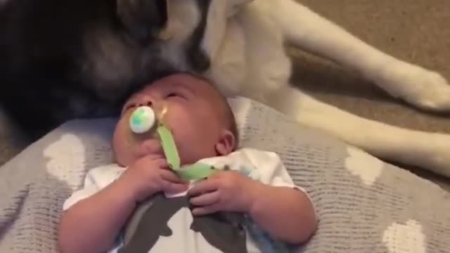 😄Cute husky 🐕- Awesome funny pet animal life videos😇