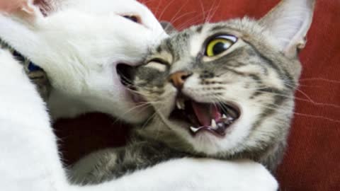 Baby Animals - FUNNY CAT Memes 2021 - Funny Animal Videos