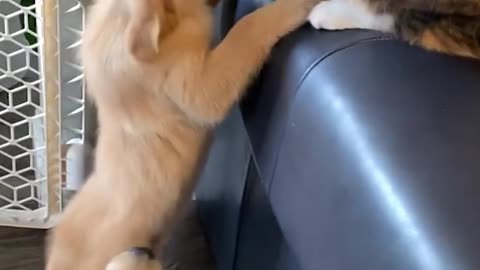 Kitty Fends off Horde of Playful Puppies