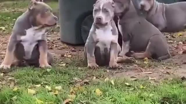 Short selections of crazy animals