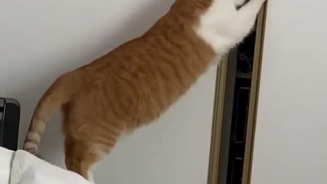 The explorer cat falls into the trap of gravity
