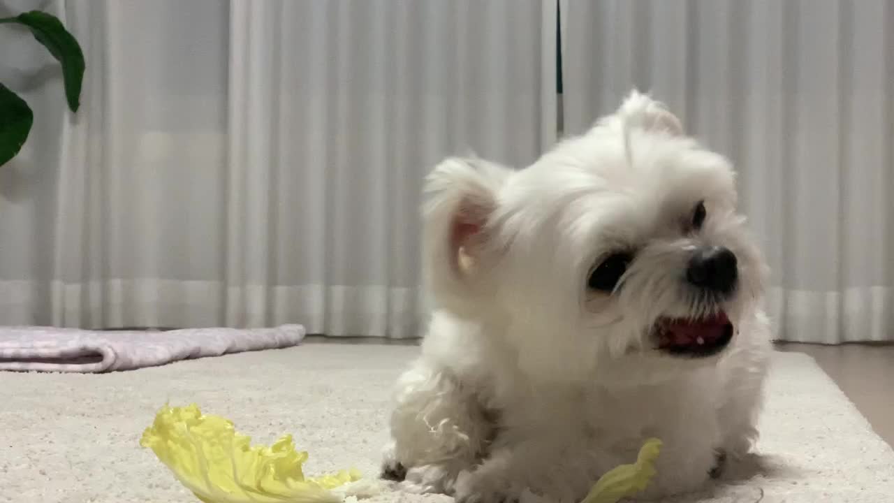 cute puppy eating cabbage