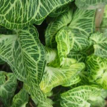 amazing colour of flower