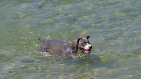 Dog Lake Swim Puppy Pet Animal Canine Friend