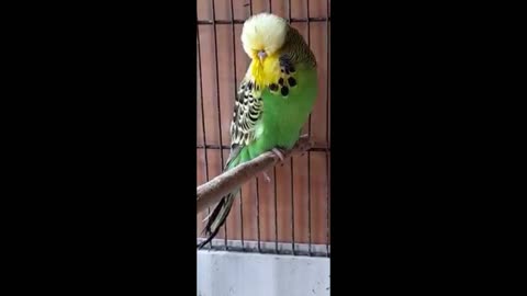 green wild English Budgie