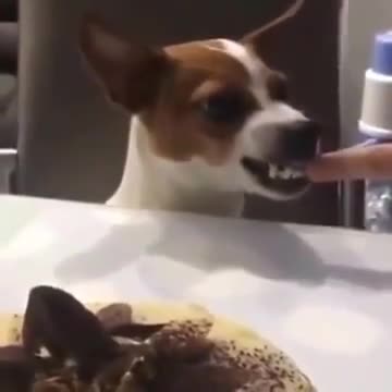 Funny Dog Reaction To Cake - Dog Cake Reaction