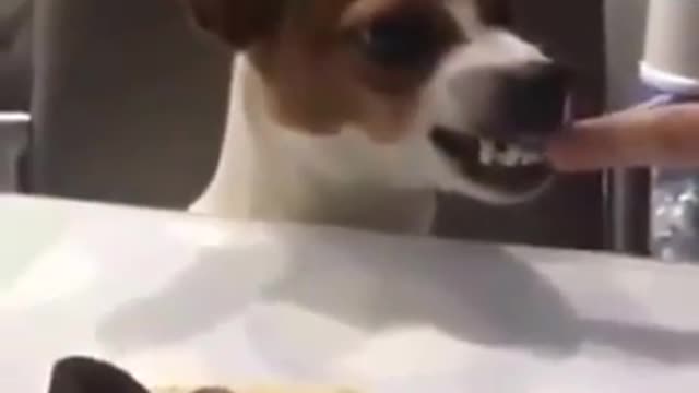 Funny Dog Reaction To Cake - Dog Cake Reaction