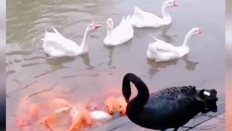 Couple Swans feeds fishes near the water body