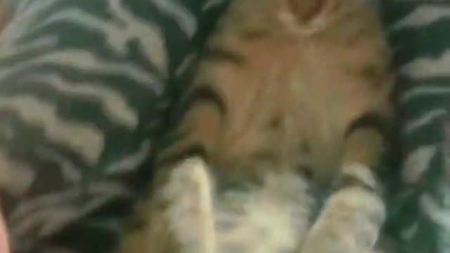 Lazy cat's funny sleeping pose