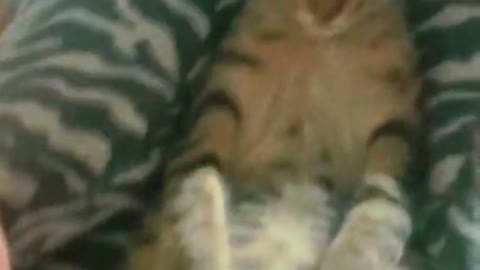 Lazy cat's funny sleeping pose