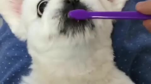 I thought it was eating shit