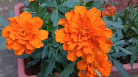 Marigolds
