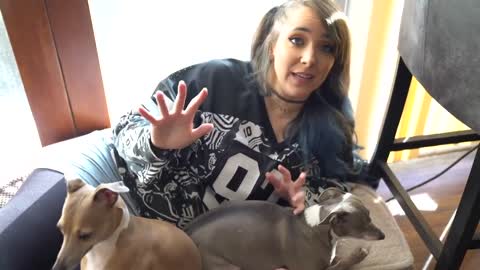 My Dogs Meet A Cat