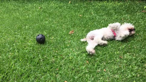 Beautiful dog playing ❤