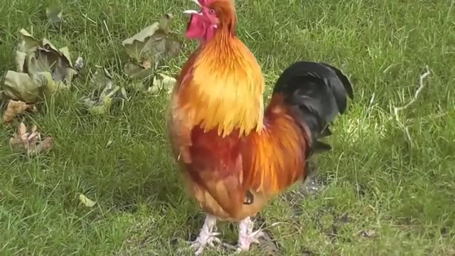 أغنية الديك بيصحى بكير يويلي 😘😘