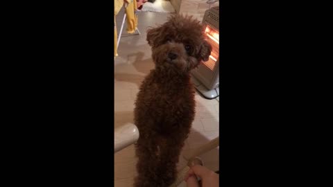 The expression that the puppy asks for food