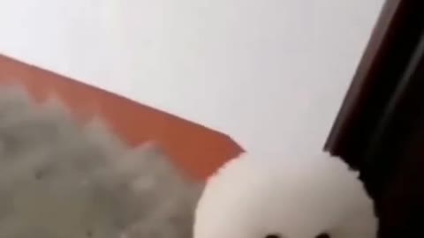 Funny Dog!