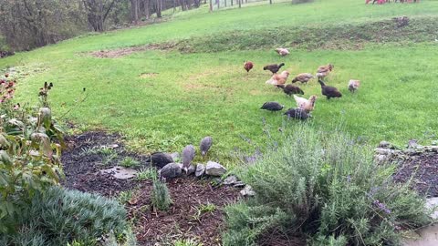 Chicken & Guinea Fowl in the Rain 10.2021