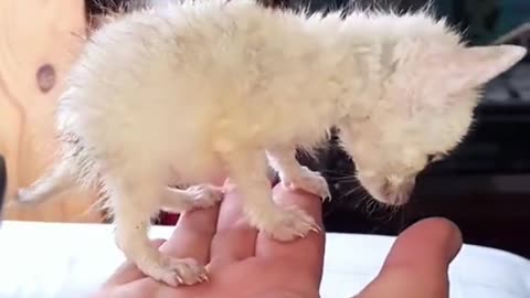 What kind of Fox is this?