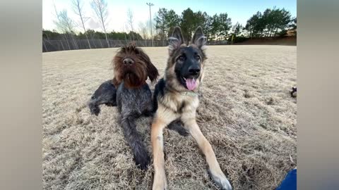6 Month Old Wire-haired Pointer Griffen Dog