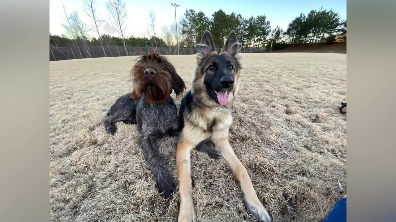 6 Month Old Wire-haired Pointer Griffen Dog