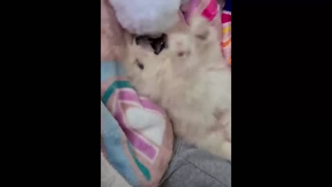 kp23-Funny and Cute Pomeranian Videos