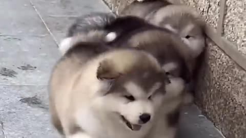 So cute dog😍
