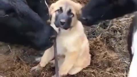 Cute Dog has three bestfriends (holy cows ) They look so cute , Adorable & sweet
