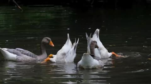 Beautiful ducks 🦆