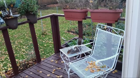 SIDE WINDER The Squirrel