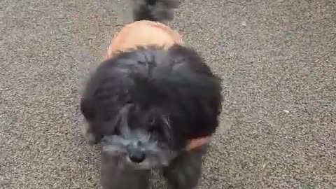 Scaredy puppy Tan's advantures: First step (w/o a dog leash)