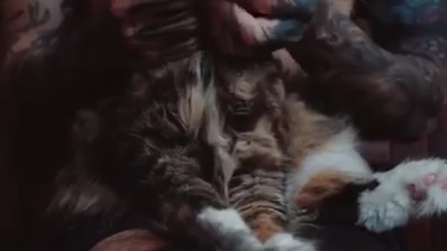 2020 in 10 seconds Cats world #trending #inkstaboy