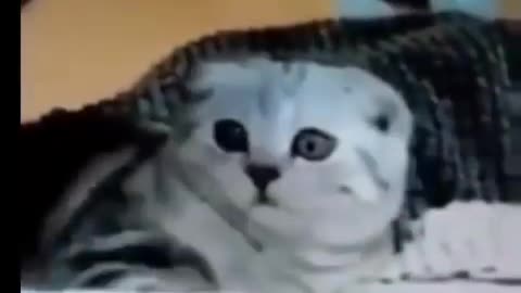 Cat is so scared
