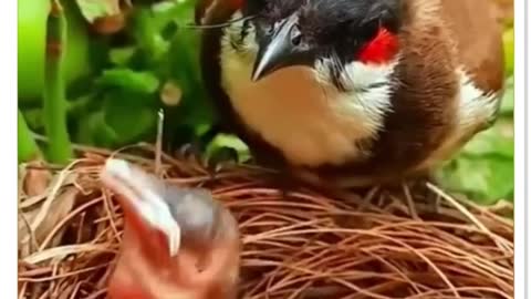 This is hard to swallow