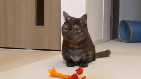 Funny cat ,cute cat