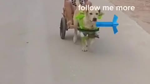 Dogs help him to kids