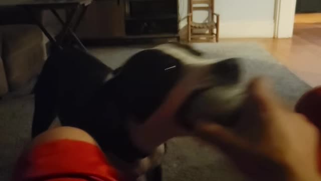 Tug of War with Energetic Dog
