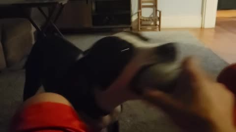 Tug of War with Energetic Dog