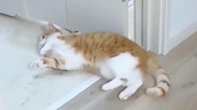 cute cat videos 😹 funny videos 😂