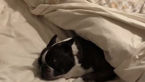 Pokser Dogy Sleeping