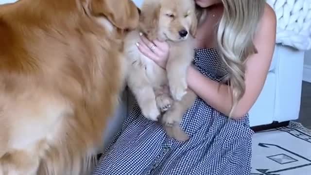 Dog welcomes son home so emotionally