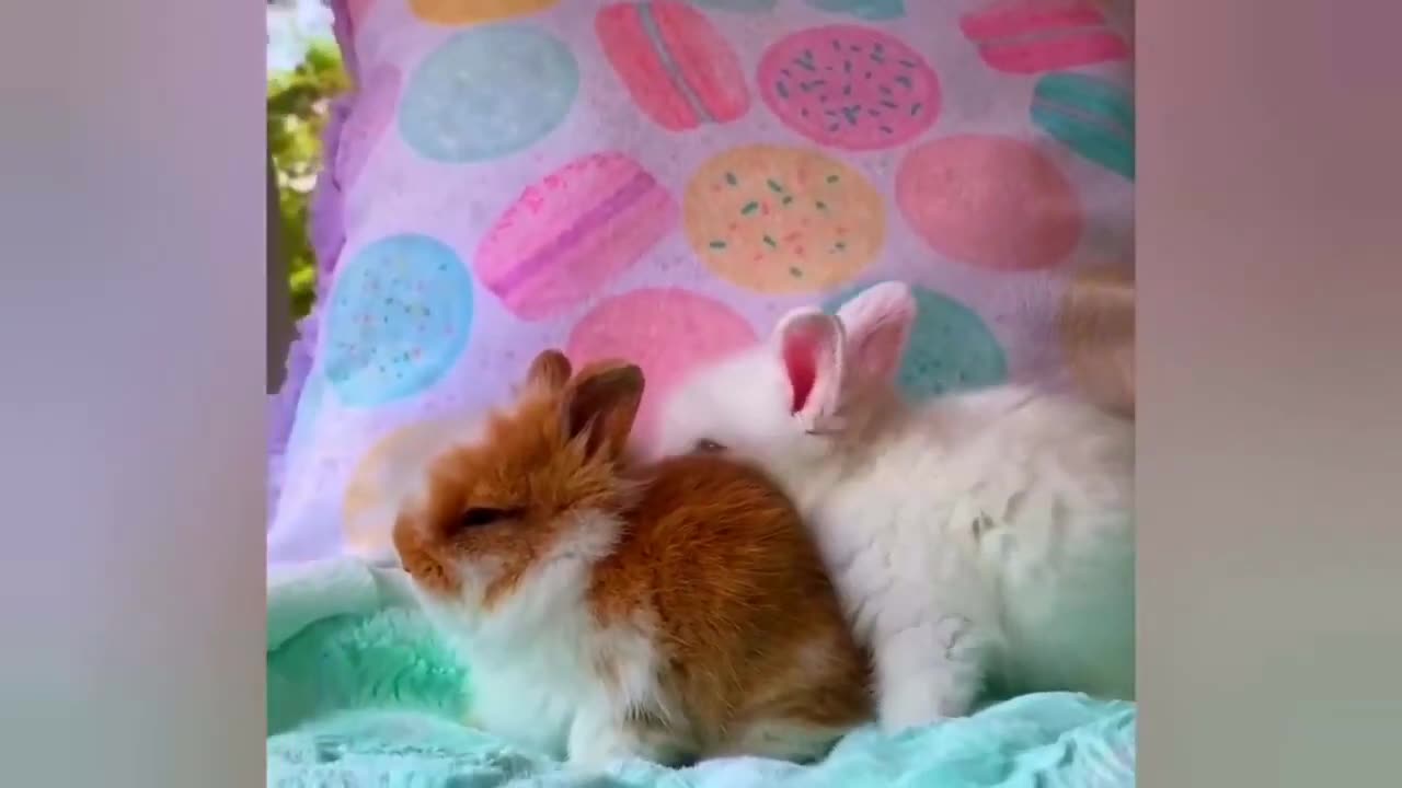 Best Funny Animal Videos 2023