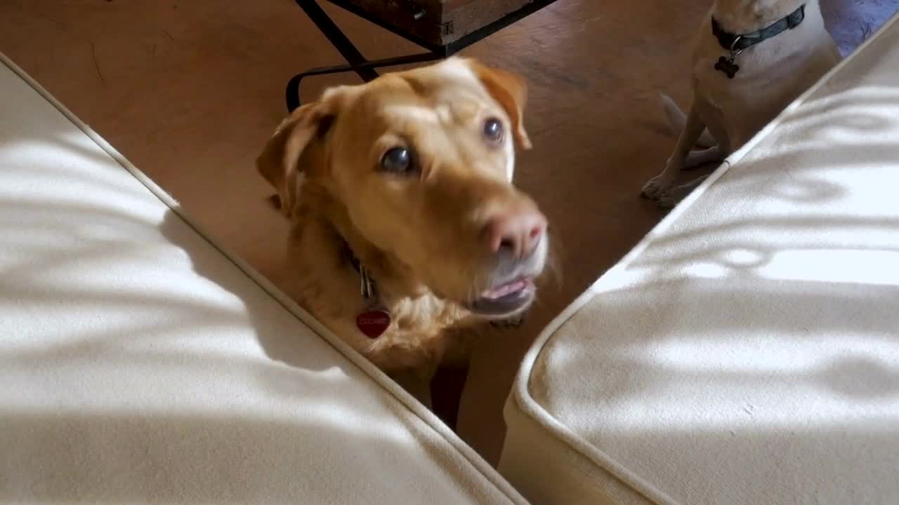 Happy well behaved labrador retriever dog sitting