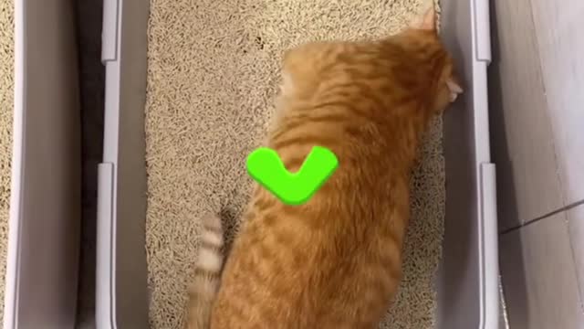 Does a kitten know if it is buried after pooping?