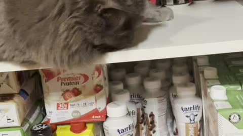 Boris playing with a Lime