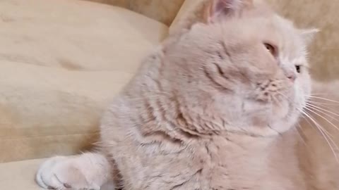 Кот и птица, милые животные #93
