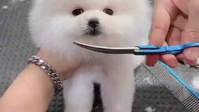 Haircut dog