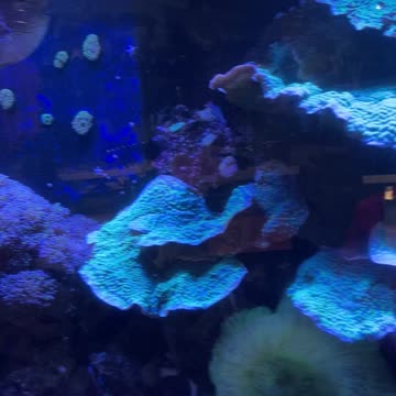 Aquarium at Marineland Gift Shop in Florida