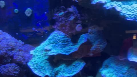 Aquarium at Marineland Gift Shop in Florida