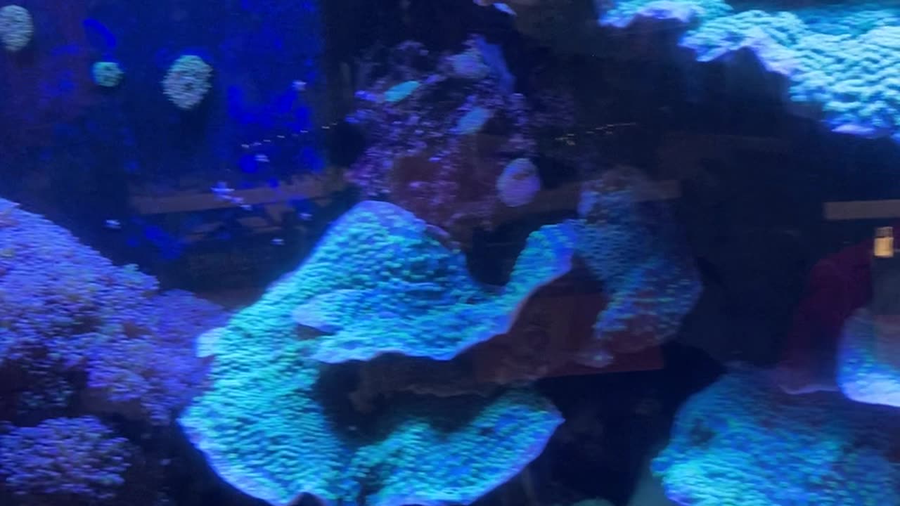 Aquarium at Marineland Gift Shop in Florida